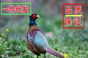 拼多多一件代发流程复杂吗?怎么运作代发?-淘商院