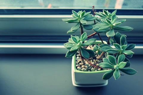 拼多多如何利用直通车测图?拼多多测款的步骤-淘商院